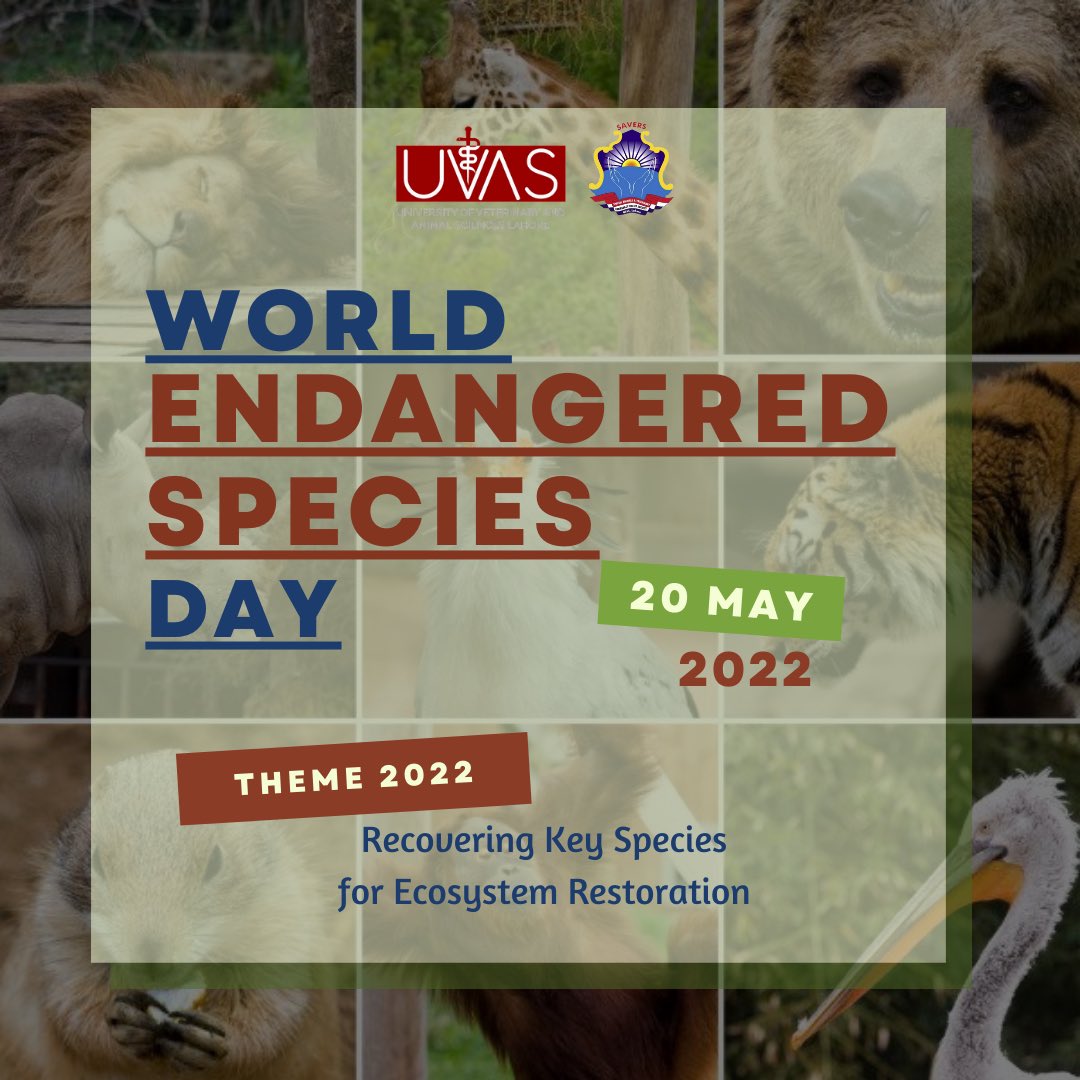 savers_uvas's tweet photo. Species are vanishing and the destiny of each is in the hands of Homo sapiens.
SAVERS is Raising awareness of the situation of Endangered species under the Theme “Recovering Key Species for Ecosystem Restoration”
#EndangeredSpeciesDay #WWF #SAVERS #UVAS https://t.co/Cb0Z4NkmBN