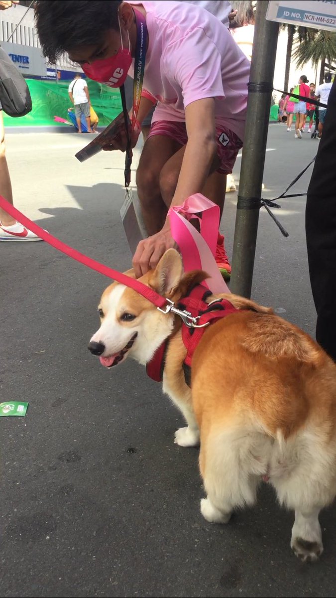 iCheRitzYou's tweet image. Just some of the oh-so-cutie #RobreDOGS #Kakampuppy I met/saw during the #LeniKiko2022 #MitingDeAvance aacckkkk so fluffyyyyy🥺🤗🥰