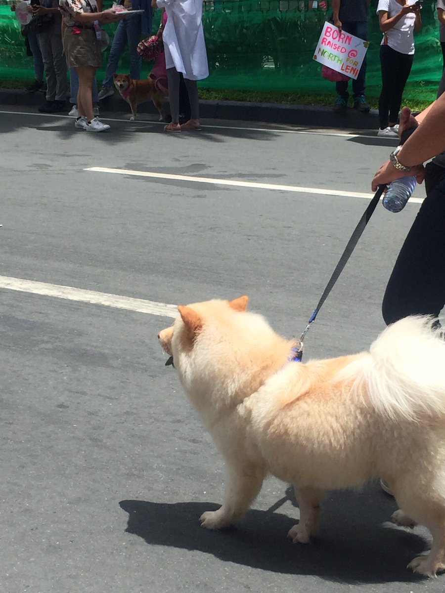 iCheRitzYou's tweet image. Just some of the oh-so-cutie #RobreDOGS #Kakampuppy I met/saw during the #LeniKiko2022 #MitingDeAvance aacckkkk so fluffyyyyy🥺🤗🥰