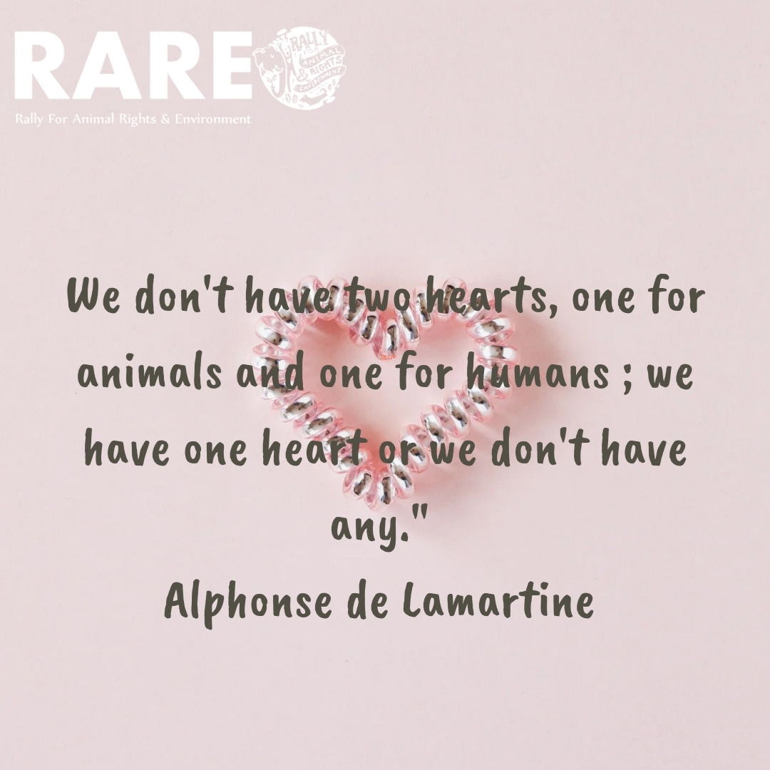 RARE_SriLanka's tweet photo. DO U HAVE A HEART❓Qoute hash tags #Love #Compassion #empathy #Conservation #AsianElephant #HumanElephantConflict #SriLankanElephant
#illegalwildlifetrade #SayNoToElephantSlavery #notforentertainment #CompassionOverCulture
#peraheracruelty
#AnimalRights #Autonomy https://t.co/88gFq3c8EM