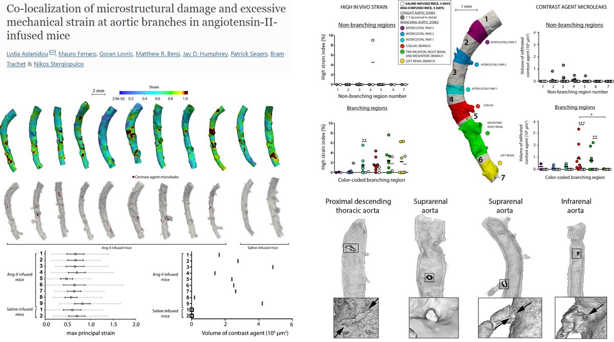 HaoYin20's tweet photo. 3D #Synchrontron #Aorta #Biomechanics
3d ANGII ApoE KO🐭
Aortic branches
-Mechanical strain hotspots &
-Sites of early aortic damage: Medial microrupture, detected by CT contrast agent infiltrates
Dr. Lydia Aslanidou lab, Biomech Model Mechanobiol 2020
https://t.co/DKhcyzU610 https://t.co/jVHejbFGSW