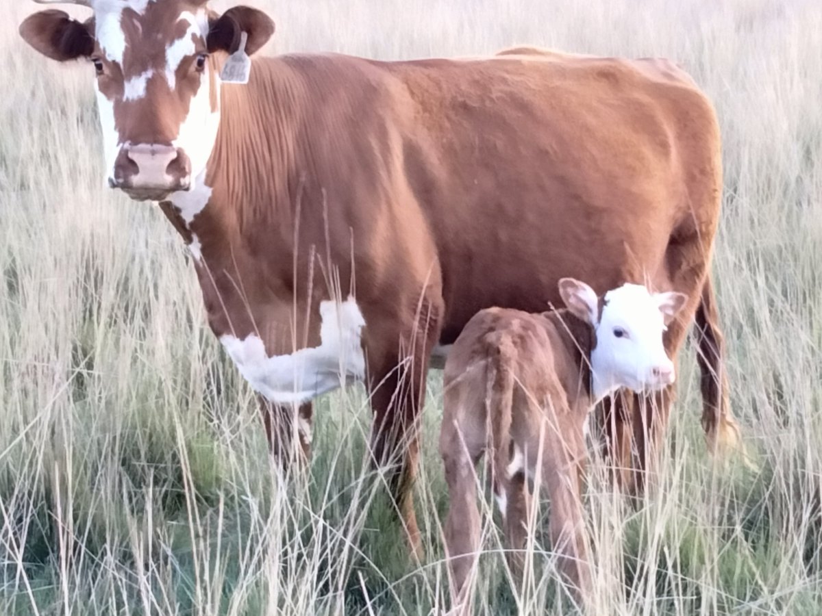 TheDailyCowman's tweet photo. I don't care what anyone says

The 45 days before and after the summer solstice are the best

Long hours of daylight, good temperatures, and everything just grows and thrives https://t.co/86eGkMkYVU