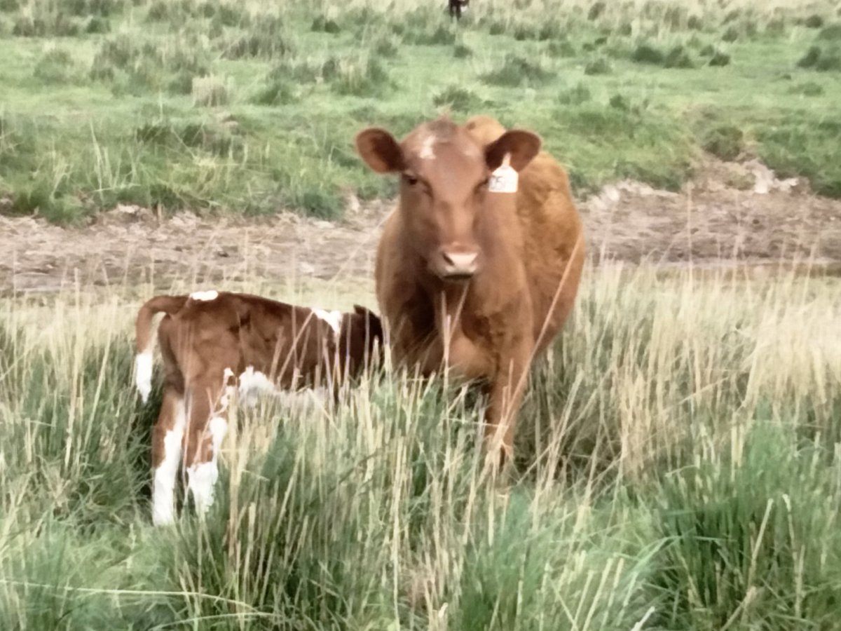 TheDailyCowman's tweet photo. I don't care what anyone says

The 45 days before and after the summer solstice are the best

Long hours of daylight, good temperatures, and everything just grows and thrives https://t.co/86eGkMkYVU