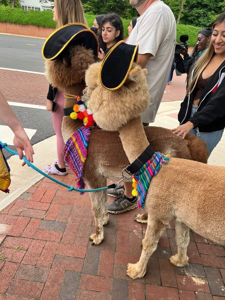 Truffle wanted to hold the sign 😂 just trying to be helpful!
#JohnnyDepp #JusticeForJohhnyDepp #trial #alpaca #parley
