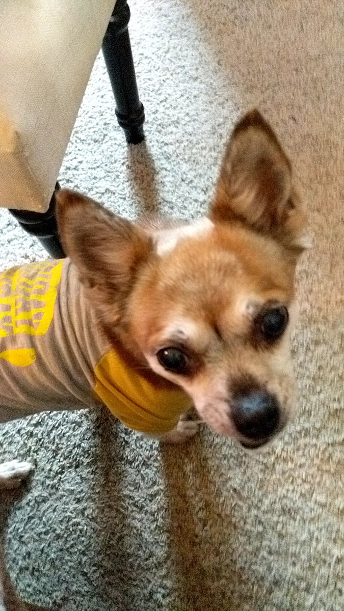 HauntedJen's tweet image. It's been a really tough day. It would have been Sissy's 14th birthday. I miss my baby girl so much. 😭