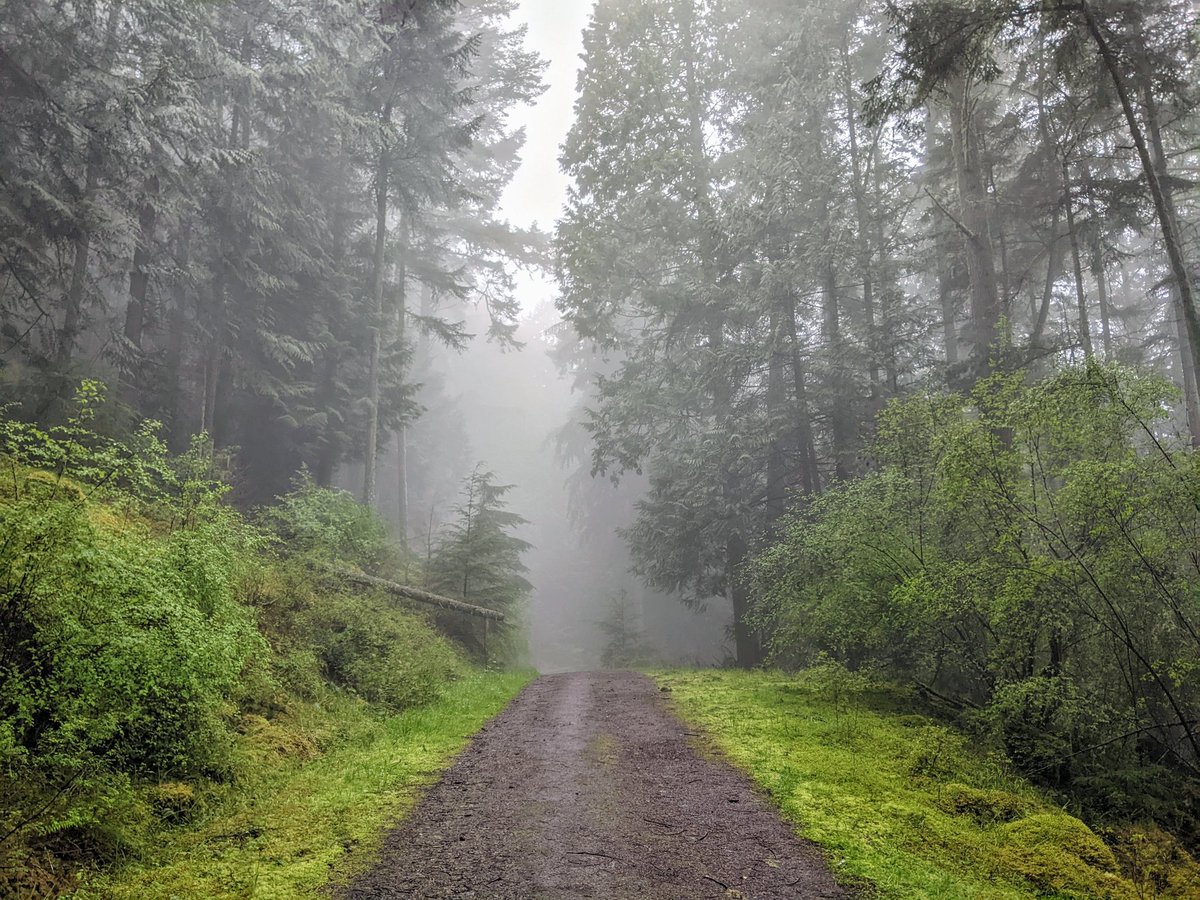 PattiRowlson's tweet photo. I quite enjoyed this foggy hike at Turtleback Mountain on Orcas Island last weekend. 💚 #optputside #sanjuanislands #upperleft #WA https://t.co/i3W66lm2xw