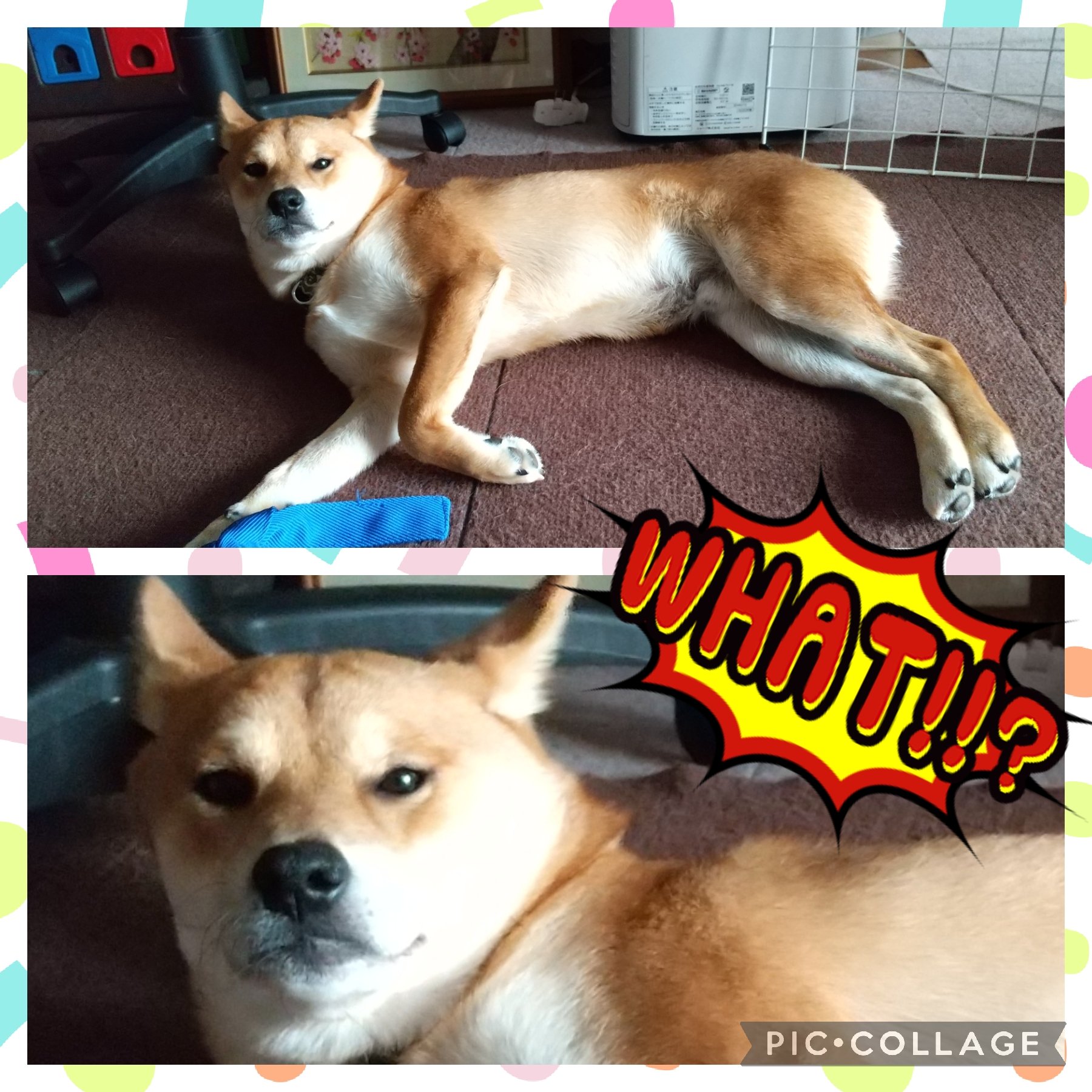 Follow 柴犬ガルク S Chachiemonlove Latest Tweets Twitter