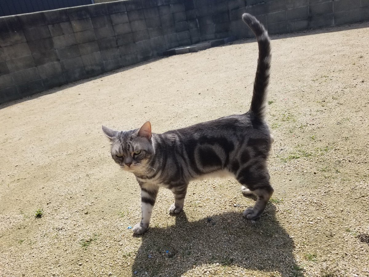 猫が本気出したら絶対に捕まらないはずのに 人間の子供に易々と捕まえさせてあげてる猫見てると優しいし いきすぎると躾として猫パンチしてる Togetter
