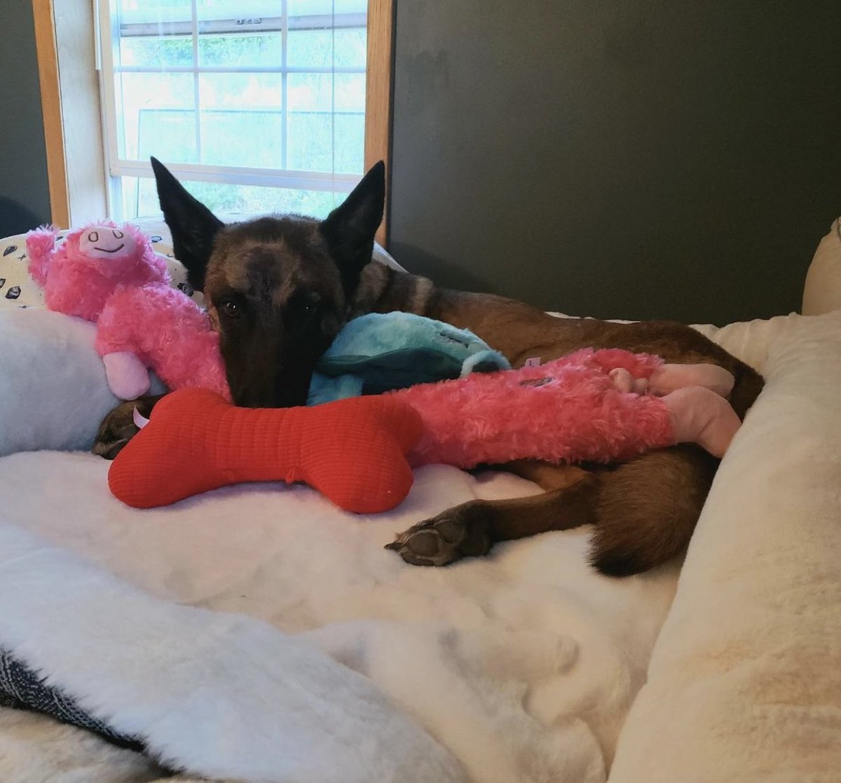 dog_rates's tweet photo. We just received word that Eva is home safe and sound 🥰 

You can follow her journey on Instagram:
https://t.co/VthnrfZdYk https://t.co/MFazNJj8aD
