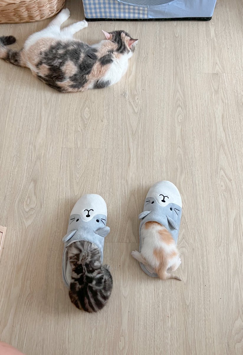 _DNVP_'s tweet photo. หอมพวกมันทุกวันก็ว่าทำไมช่วงหลังกลิ่นตุๆ 55555555555555555 https://t.co/OI8afn7T41