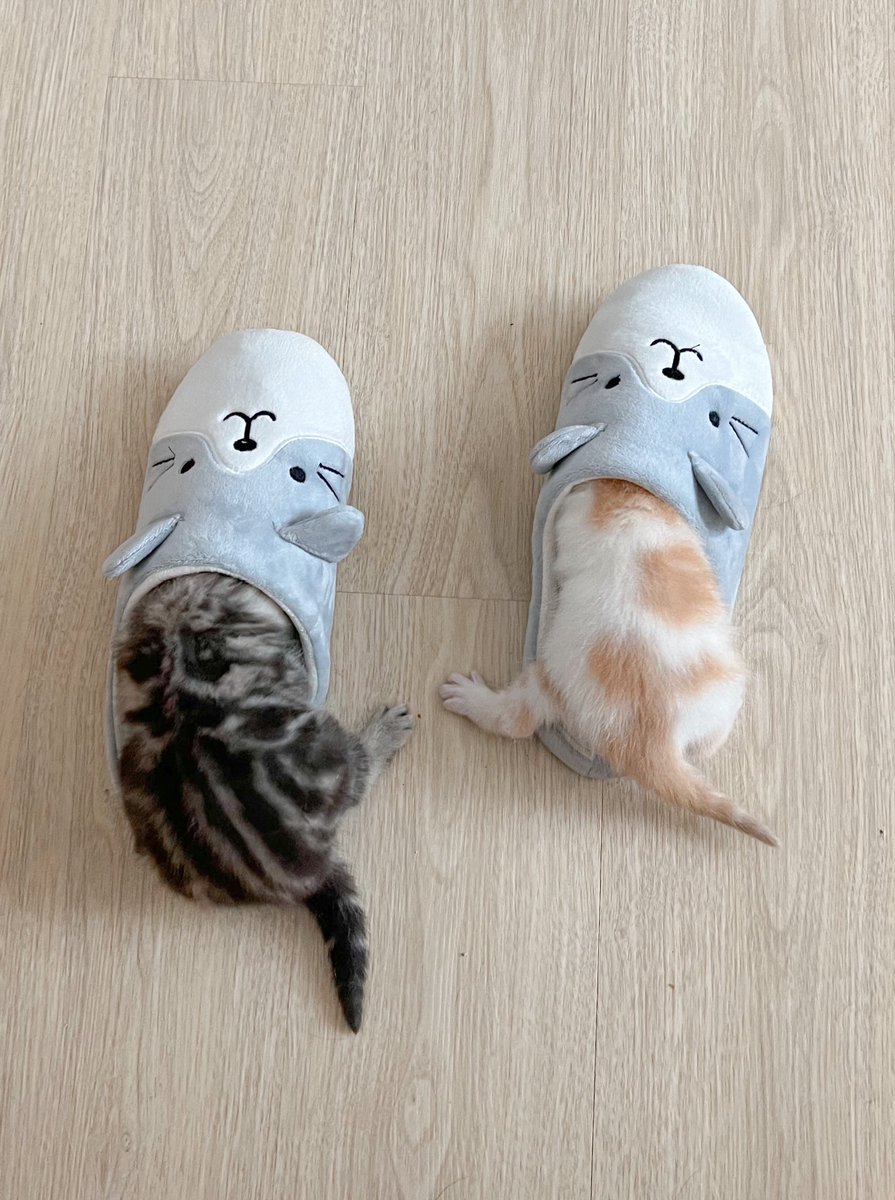 _DNVP_'s tweet photo. หอมพวกมันทุกวันก็ว่าทำไมช่วงหลังกลิ่นตุๆ 55555555555555555 https://t.co/OI8afn7T41