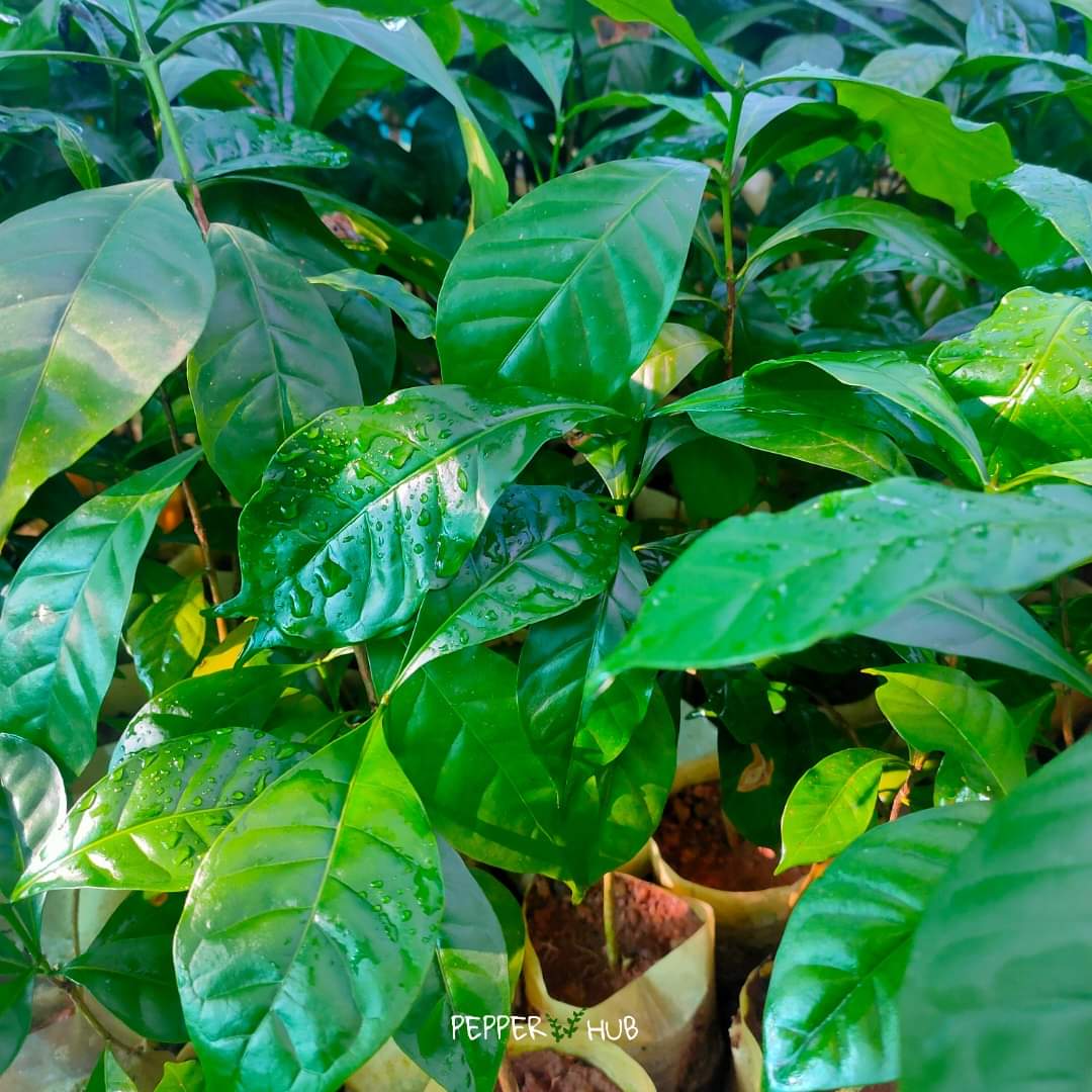 hubpepper's tweet photo. Buy pure Robusta Coffee Online from Pepperhub (Pack of 10)
Use this link for shopping: https://t.co/w1lK4p27j4
Best quality plants that are 6-8 months old
#pepperhub #coffeeplants #roubustacoffee https://t.co/2OJAJvOexY