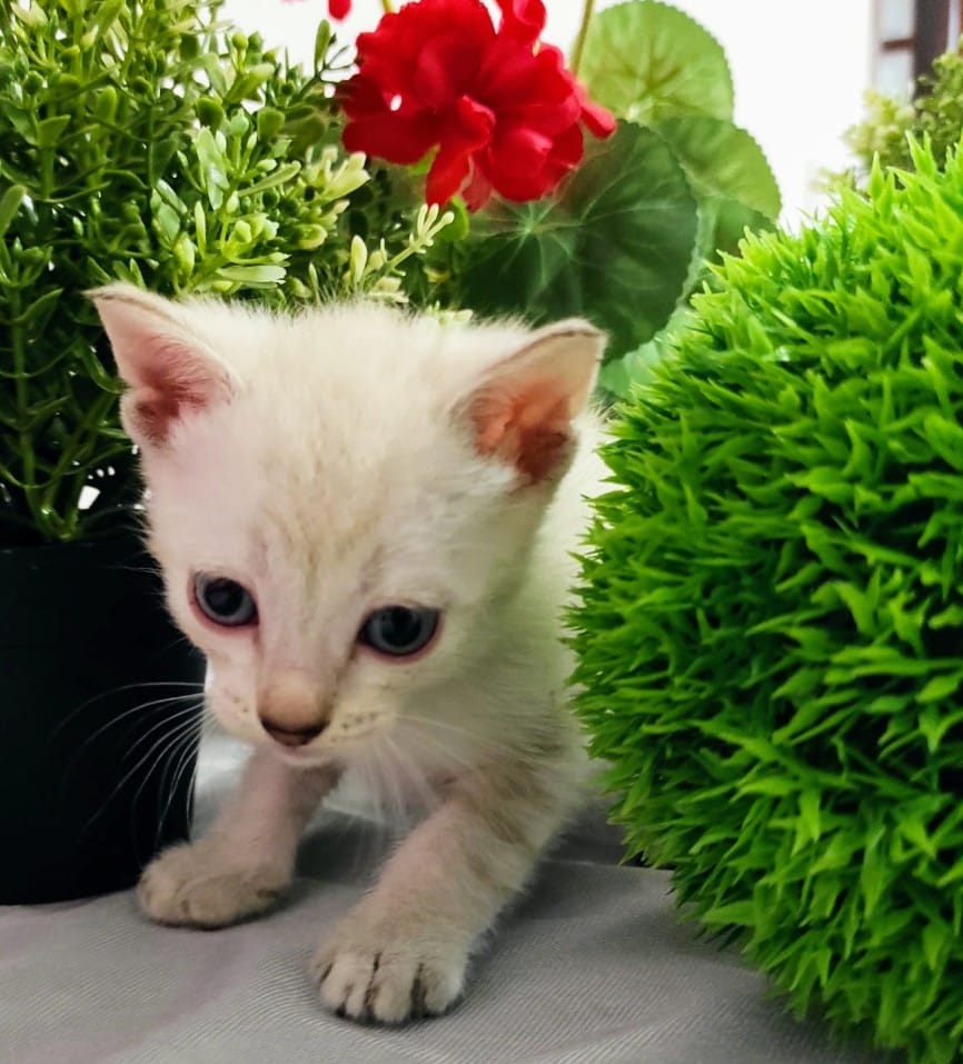 ElSindigato2021's tweet photo. #BuenosDias #Maya 2 meses, una gatita muy dulce, por fuera y por dentro, lista, valiente y tranquila.
#Valencia María Jesús 600 36 74 75. Solo WhatsApp🙏
Si estás interesado rellena nuestro cuestinario y envíalo por favor😻
https://t.co/hNrUumB6uJ #AdoptaNoCompres #gatos https://t.co/vuvmFOzaZm