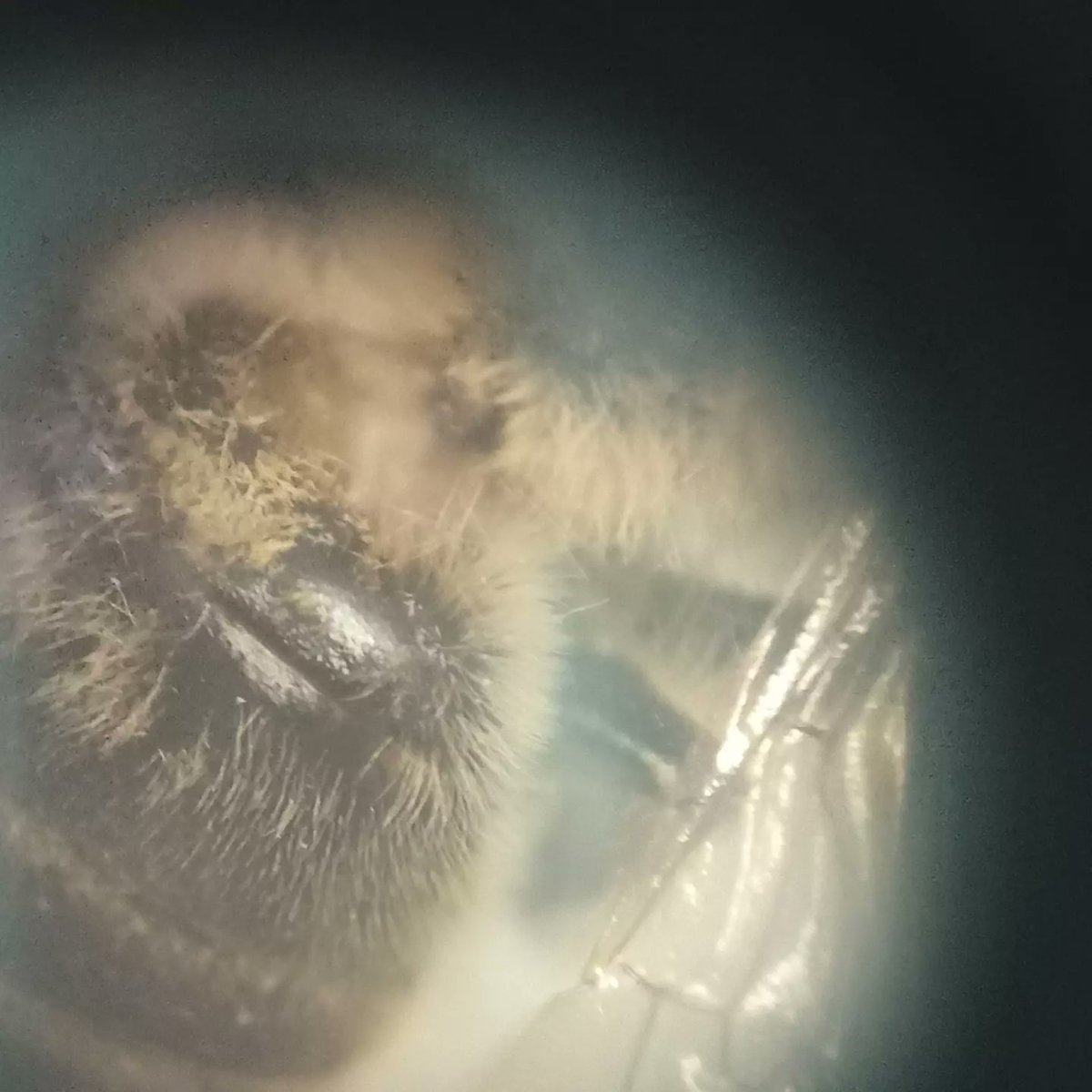 fecmips's tweet photo. Resulta que ayer los alumnos de #cuartoEP utilizaron el #laboratorio para observar elementos no observables a simple vista con la ayuda del microscopio🔬
👉La joya de la corona fue...¡Una abeja!🐝 ¿Pues qué día es hoy? El #DiaMundialdelasAbejas
Oye, ni adrede.🏅
@colegiosfec https://t.co/xDEBzK5AjJ
