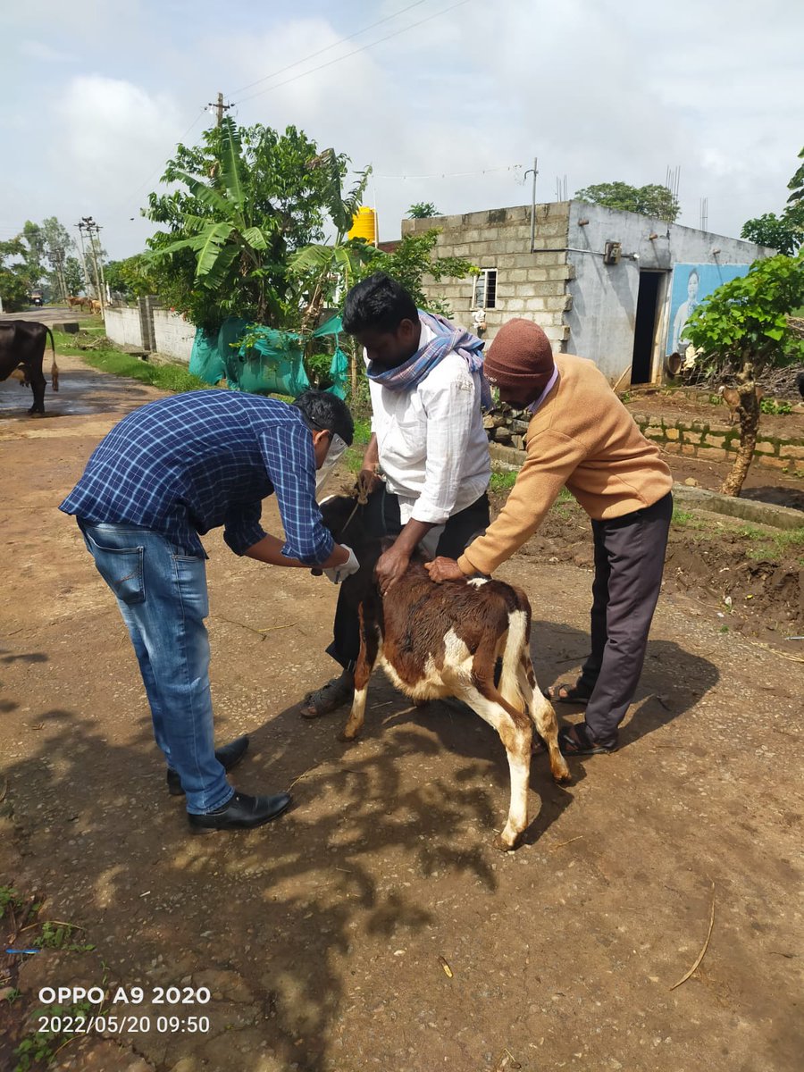 AHVS_Karnataka's tweet photo. ದಿನಾಂಕ 20-05-2022 ರಂದು ಮೈಸೂರು ಜಿಲ್ಲೆಯ ಹುಣಸೂರು ತಾಲೂಕಿನ ಕಡೇಮನುಗನಹಳ್ಳಿಯ ಬೋವಿ ಕಾಲೋನಿಯಲ್ಲಿ ಕಂದು ರೋಗದ ಲಸಿಕಾ ಕಾರ್ಯಕ್ರಮವನ್ನು ಹಮ್ಮಿಕೊಳ್ಳಲಾಯಿತು.
#Musuru #Brucellavaccination https://t.co/7uBg2i6cC2
