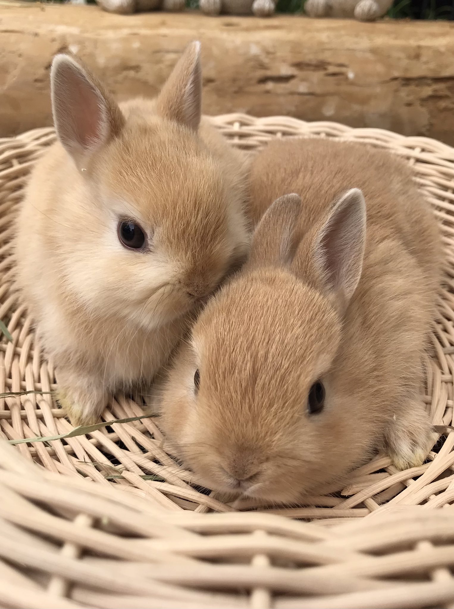 ミミラパン ネザーランドドワーフの仲良し兄弟 Mimilapin 大阪 うさぎ ふれあい ネザーランド 子うさぎ販売 ミミラパン 06 6354 3002 T Co Begejxrcqn Twitter