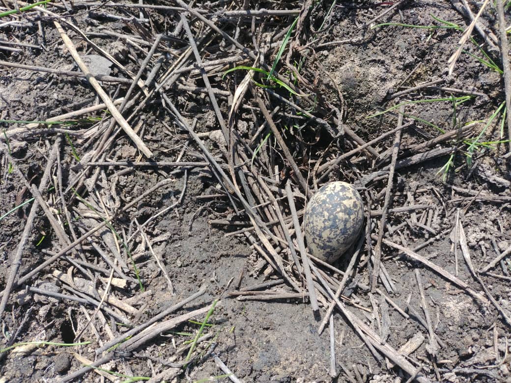 theo_olivier's tweet photo. Can anyone tell me what bird egg this is. Ground nesting, area is the Kafue National Park, Zambia
#birdegg #groundnesting #BirdsPhotography #zambia #kafuenationalpark #Ornithology https://t.co/yTyfvJHaon