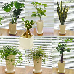ここで購入したモンステラが育って、今では部屋を明るくしてくれています☺🌿🌿🌿✨ ■観葉植物■【送料無料】スタイリッシュ陶器鉢植え　お好みのを選んで3鉢セット九州・北海道・沖縄へのお届けは別途送料が掛かります [楽天] a.r10.to/hk4YGy #rakuafl