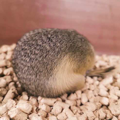 かねだい伊勢原店 総合編 犬 猫 小動物入荷速報 Sale告知など さん の人気ツイート 2 Whotwi グラフィカルtwitter分析