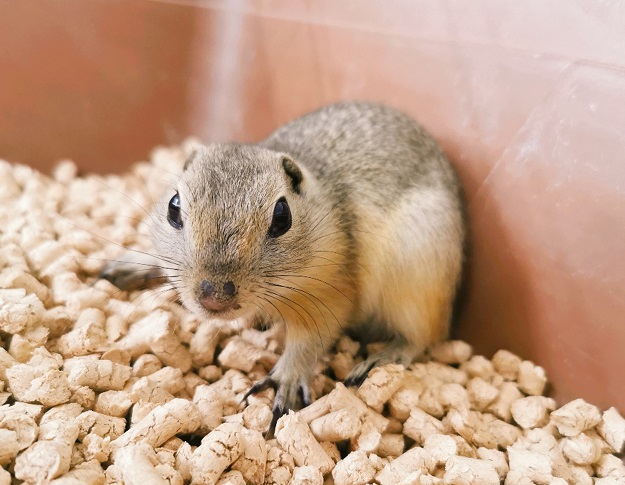 かねだい伊勢原店 総合編 犬 猫 小動物入荷速報 Sale告知など さん の人気ツイート 2 Whotwi グラフィカルtwitter分析