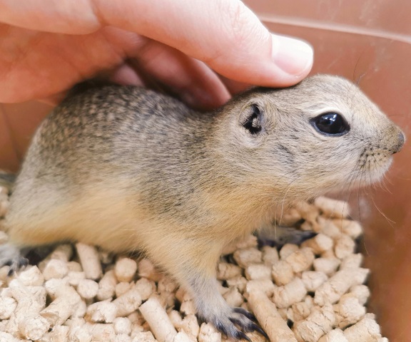 かねだい伊勢原店 総合編 犬 猫 小動物入荷速報 Sale告知など さん の人気ツイート 2 Whotwi グラフィカルtwitter分析