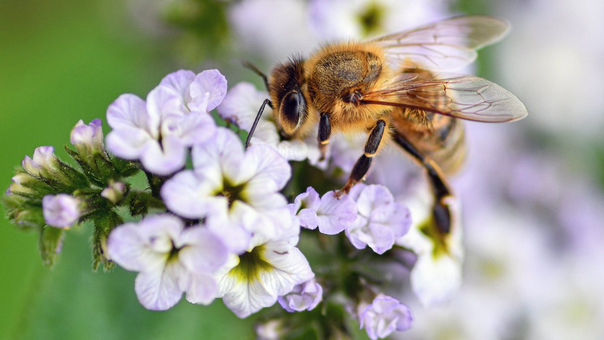 Radis et Capucine tweet media