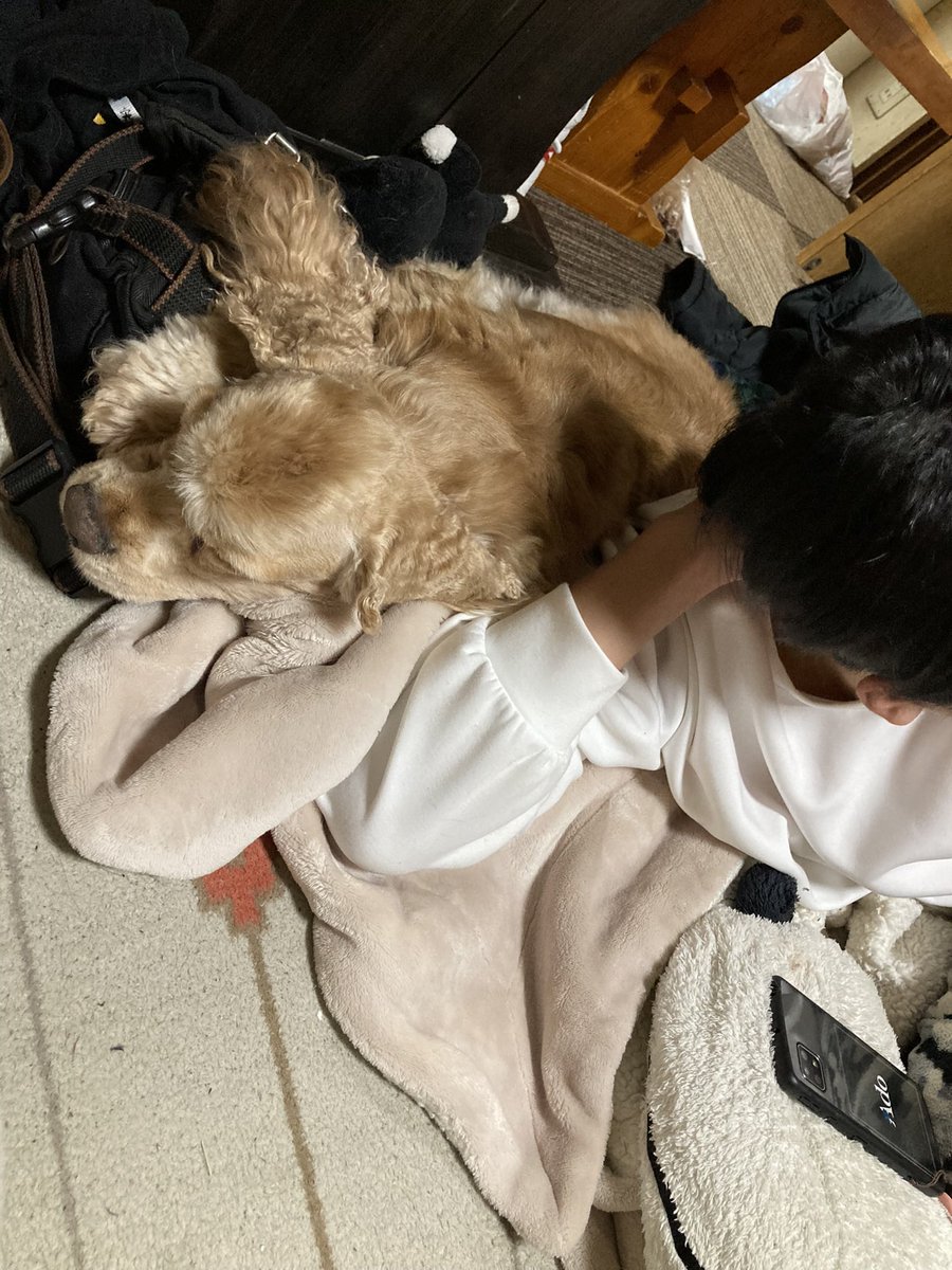 rabicuru456's tweet photo. 凄く久しぶりの投稿になり��す🙏
（中の人がTwitterに入れませんでした）なんと本日5月20日！パズー6歳になりました🐶
まだまだ落ち着きないし寝相悪すぎるパズーやけどこれからも元気で居てくれたらそれだけで良いです🙌🙌

 #アメリカンコッカースパニエル 
 #ハッピーバースデー https://t.co/flG043aGas