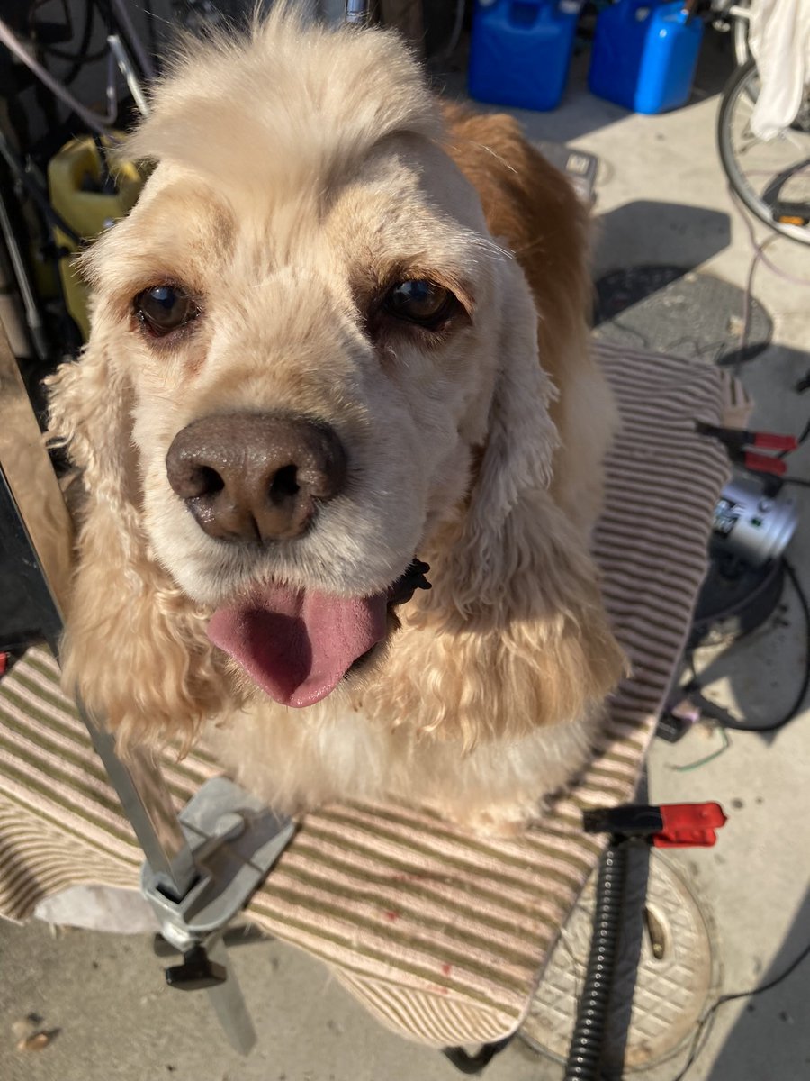 rabicuru456's tweet photo. 凄く久しぶりの投稿になり��す🙏
（中の人がTwitterに入れませんでした）なんと本日5月20日！パズー6歳になりました🐶
まだまだ落ち着きないし寝相悪すぎるパズーやけどこれからも元気で居てくれたらそれだけで良いです🙌🙌

 #アメリカンコッカースパニエル 
 #ハッピーバースデー https://t.co/flG043aGas