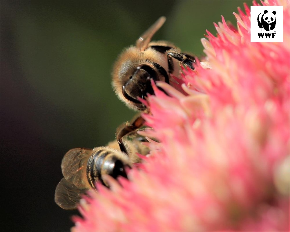 WWF_Polska tweet media