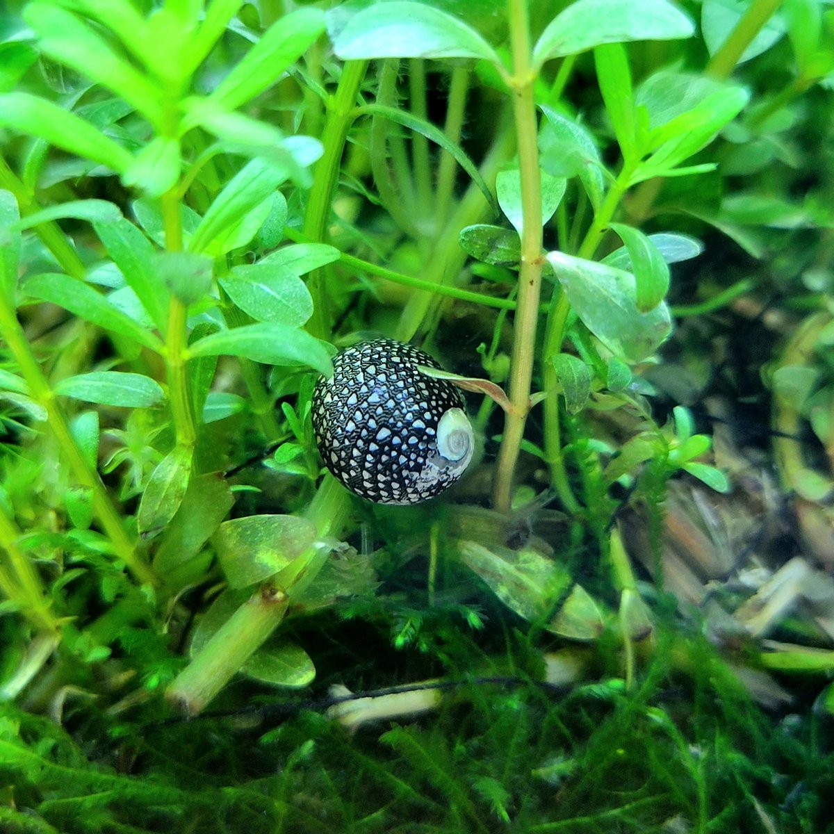 WhiteCocama's tweet photo. Vitta virginae,Virgin nerite

1cm程の小さなスネイル、ホウセキカノコガイです💎✨

あまりの美しさにスルー出来ませんでした。

単独水槽を立ち上げたので悠々自適に暮らしています。

それでは皆様、良い週末を😉

#アクアリウム
#ホウセキカノコガイ https://t.co/IxgHA6Ax1L