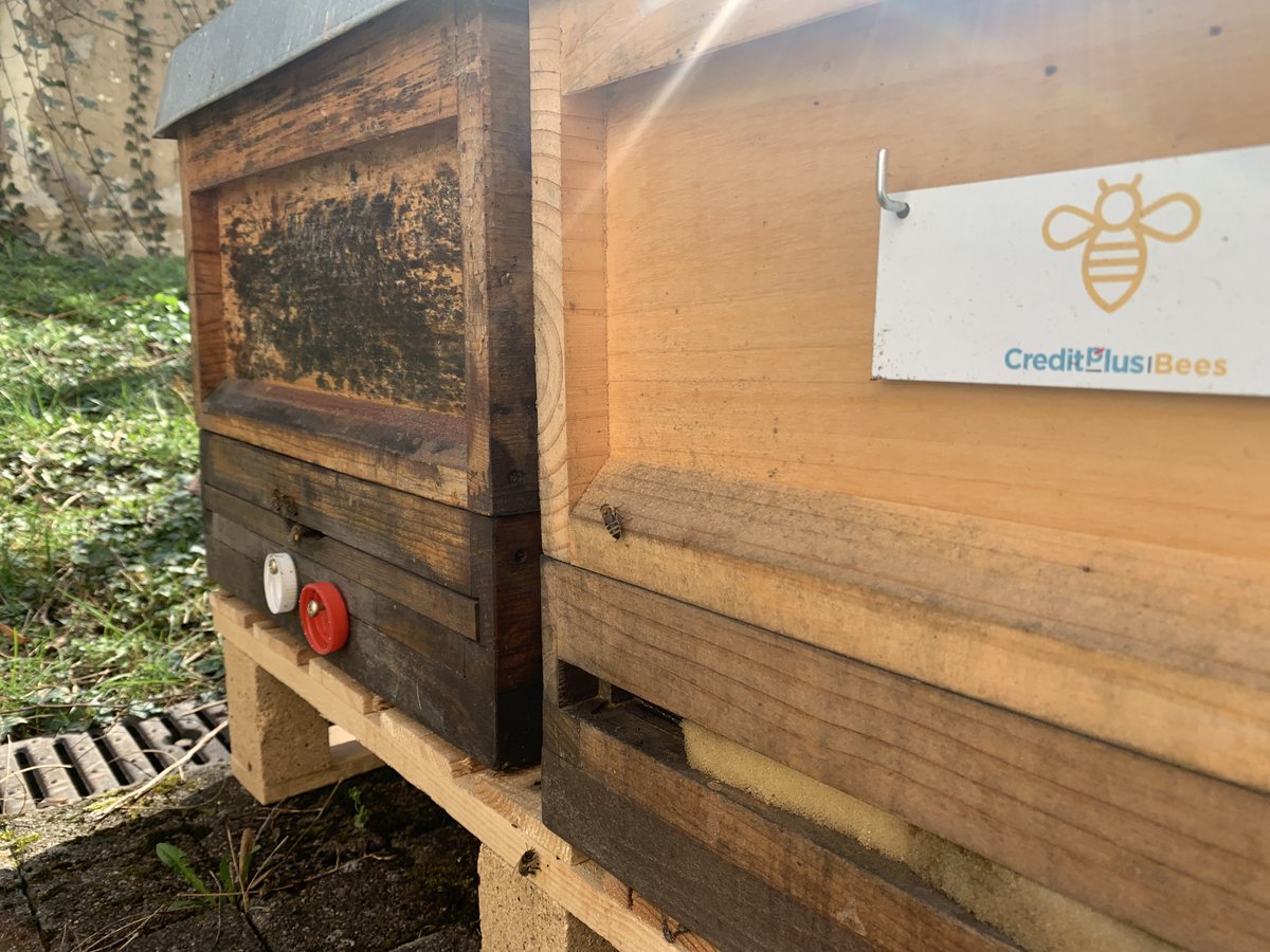 creditplusbank's tweet photo. Heute ist #Weltbienentag📅! Wir setzen uns für den Schutz der Bienen🐝ein. Wie? Mit einer Patenschaft über @nearbees für Bienenvölker in Stuttgart und Offenbach. Mehr Infos gibt es auf unserem #CreditplusBlog: https://t.co/W0ptcuHG8K
#creditplus #bee #savethebees https://t.co/yaJCOPWvH3