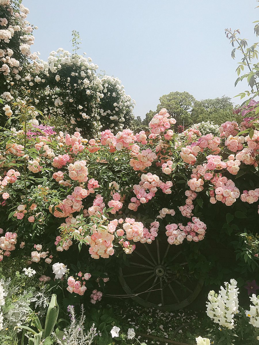 kmrtk15's tweet photo. 親が家庭内で
いつもネガティブな感情を
使っていると

子どもが顔色を見て
親の気持ちをお世話する
ようになる

親が子どもに甘えるので
子どもは早く
大人になるしかない

誰にも頼れないのは
親に甘えられてきたのかも

自分の甘えを
許せるようになるといいね
＃親子逆転
＃共依存
＃がんばりや https://t.co/KNIOsj7duj