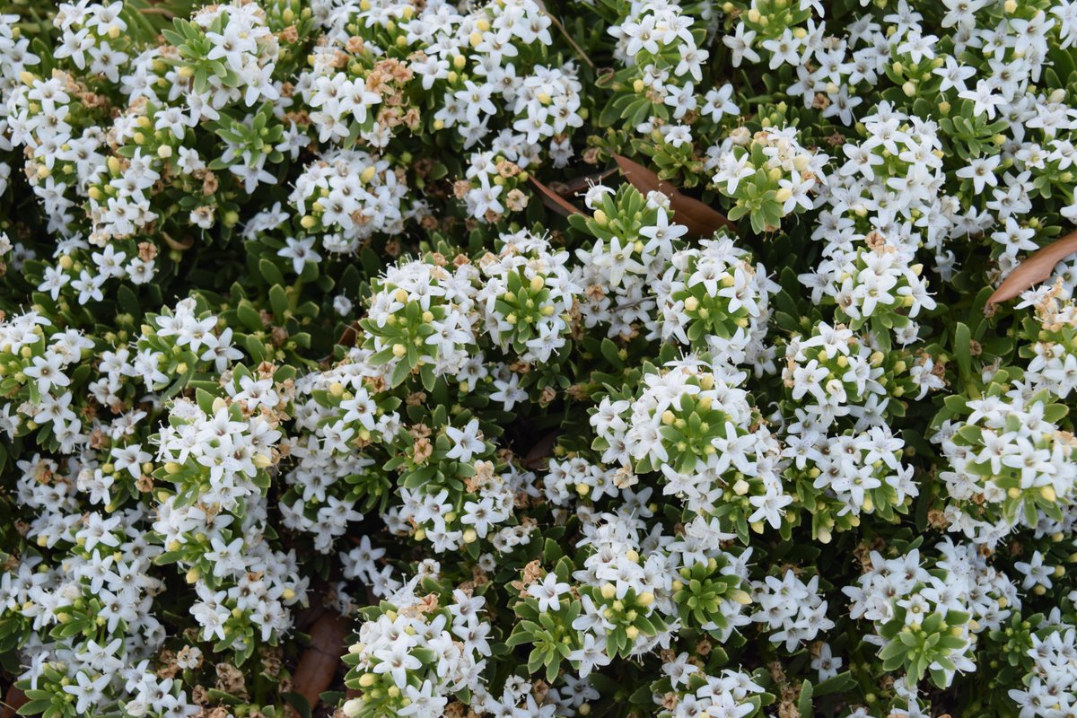 Studi0_10's tweet photo. (First is edited, second is not) Hey everyone! I'm not in love with this picture, but I did the best I could with a photo I do like. I may need to find a better editing software. What do you think?

#pictures #nature #photography #photo #photos #photographer #white #flower https://t.co/vgWOwiT6qQ