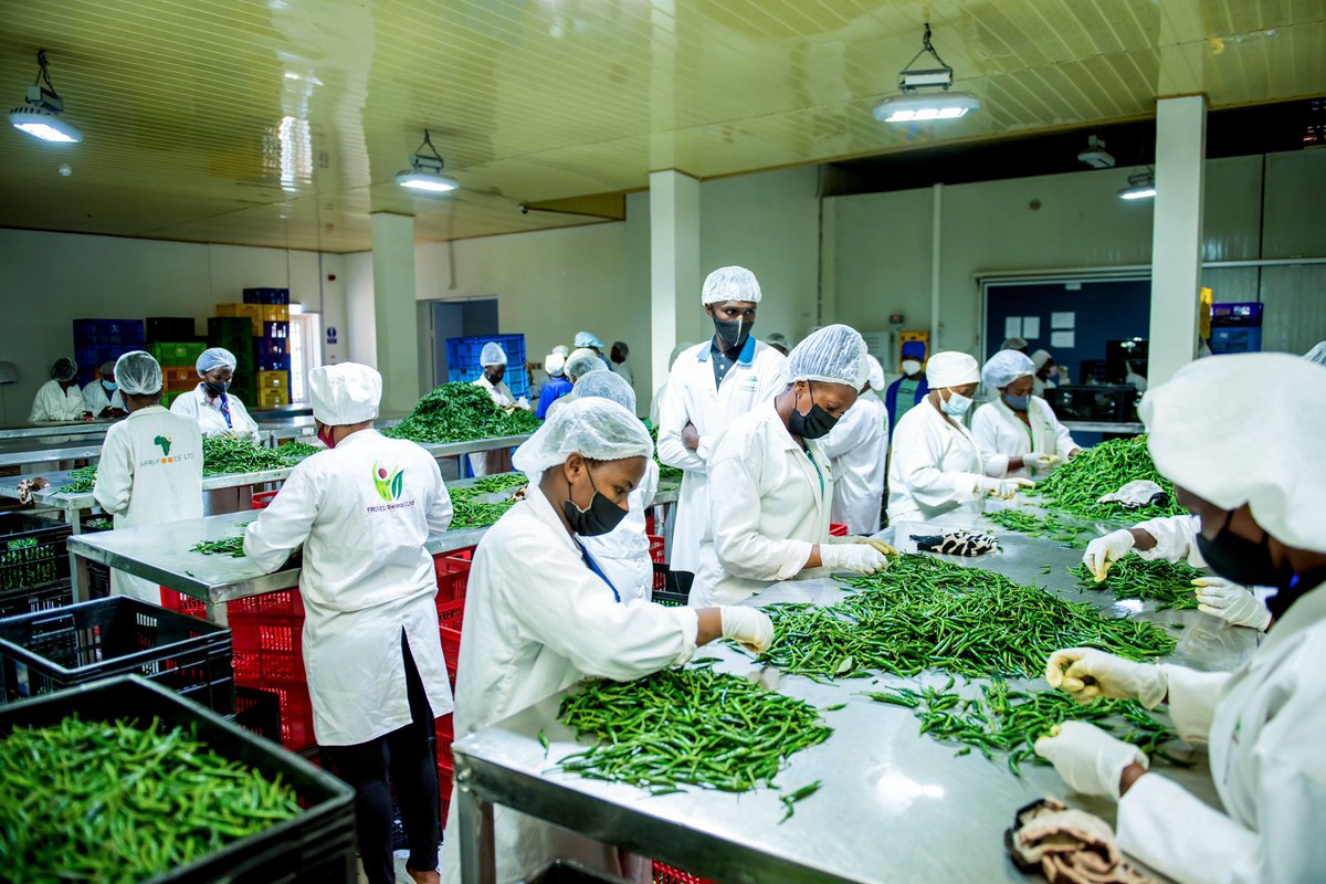 Afri-Foodsltd (@afrifoodsrw) on Twitter photo “Agriculture is the noblest of all alchemy; for it turns earth, and even manure, into gold, conferring upon its cultivator the additional reward of health.” — Paul Chatfield.
#AfriFoodsRw #RwOT #Agriculture #Rwanda #farming “Agriculture is the noblest of all alchemy; for it turns earth, and even manure, into gold, conferring upon its cultivator the additional reward of health.” — Paul Chatfield.
#AfriFoodsRw #RwOT #Agriculture #Rwanda #farming