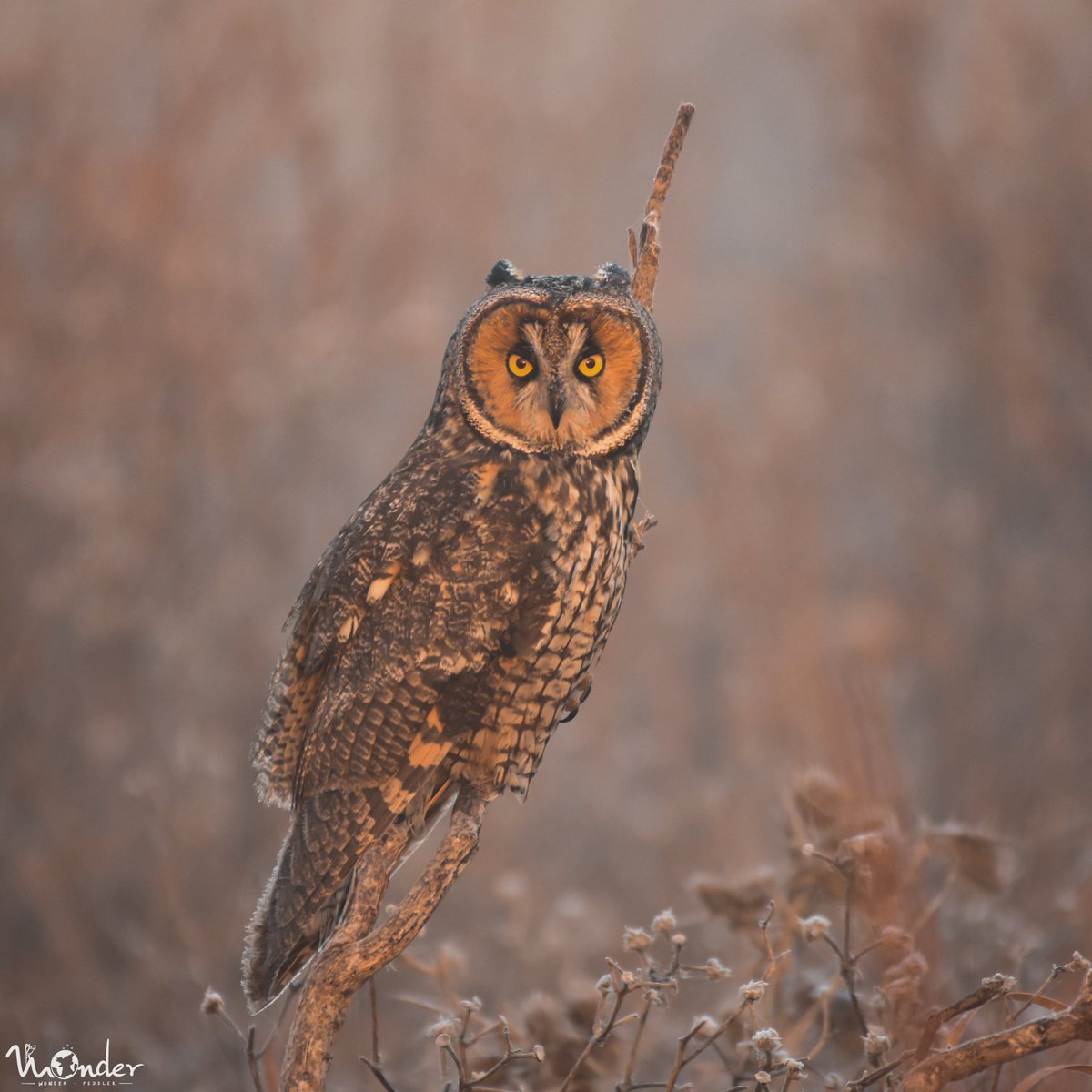 wonderpeddler's tweet photo. Back after a brief hiatus.

Here is a Long-Eared Owl bathed in first light. Spotted taking a break during its early morning hunt.

#Birding #Owls #EarthCapture https://t.co/bLbJH8gHVF