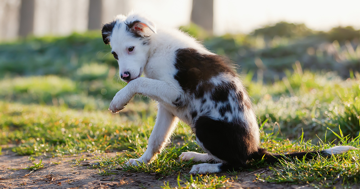 🐾 Ever notice your dog likes to lick or chew its paws? It might not be just a habit – they could be trying to tell you something ➡️ spr.ly/6013zBFr5