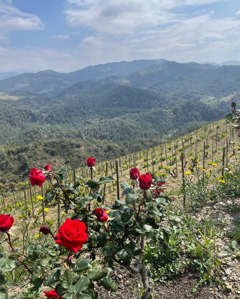 doqpriorat's tweet photo. 🌱 Biodiversitat: Conjunt de totes les formes vivents de la naturalesa entera, d’una regió geogràfica.
#VilesDOQPriorat #DOQPriorat #vinsdevila #Prioratvinsdunaterraunica #Elsnomsdelaterra #enoturismo #enotourism #VinsdelsViticultorsdelaDOQPriorat https://t.co/dPMIafIbDC