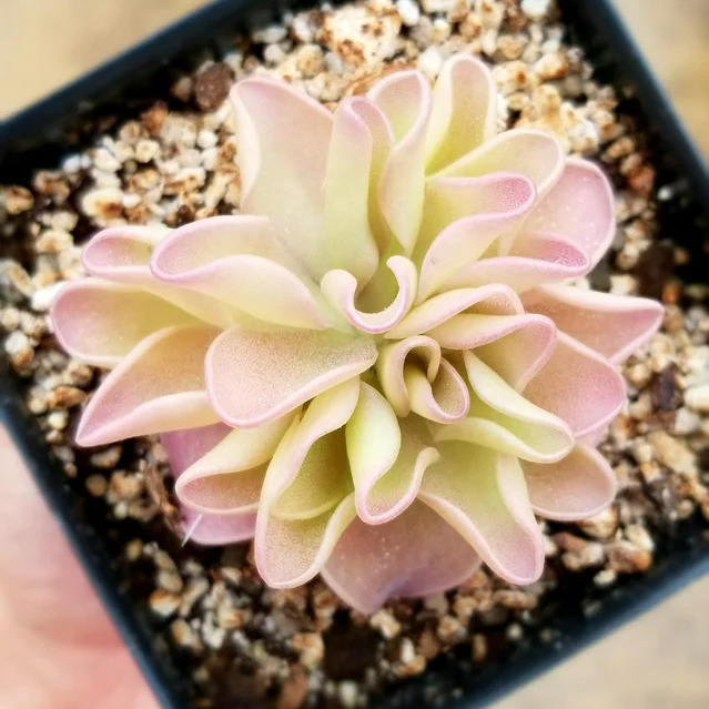 exoticfloraru's tweet photo. Мексиканская жирянка Pirouette является гибридом и выглядит очень красиво. Впрочем у жирянок есть такая особенность, что после успешной "охоты" их внешний вид сильно меняется.
🌵
#жирянка #pinguicula #carnivorousplants https://t.co/uDqvygIlTz
