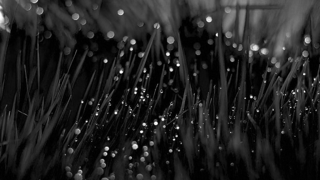 bernade26130235's tweet photo. Dew drops
#nature #blackandwhite #photography #blackandwhitephotography #photo https://t.co/IKctNgcbOe