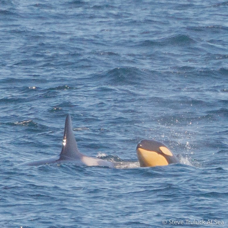 Pleased to catch-up with ID 169 and her newborn calf 🖤🤍🏴󠁧󠁢󠁳󠁣󠁴󠁿 #orca #orcas #killerwhale #Scotland