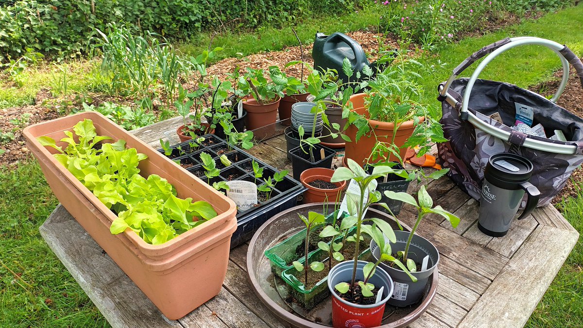 ElsTrovo's tweet photo. #goodmorning and a #HappyFriday to all my twitter friends. Been working 7/7 days this week 😫 Quick dash to my #HappyPlace yesterday. It keeps me going 💚🥒🍅🌻🏵🧅🍓🍓wish I had more time ... have a great day all 🤗 https://t.co/I3k8c1SS7A