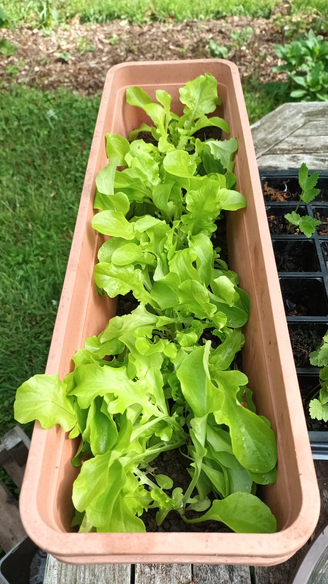 ElsTrovo's tweet photo. #goodmorning and a #HappyFriday to all my twitter friends. Been working 7/7 days this week 😫 Quick dash to my #HappyPlace yesterday. It keeps me going 💚🥒🍅🌻🏵🧅🍓🍓wish I had more time ... have a great day all 🤗 https://t.co/I3k8c1SS7A