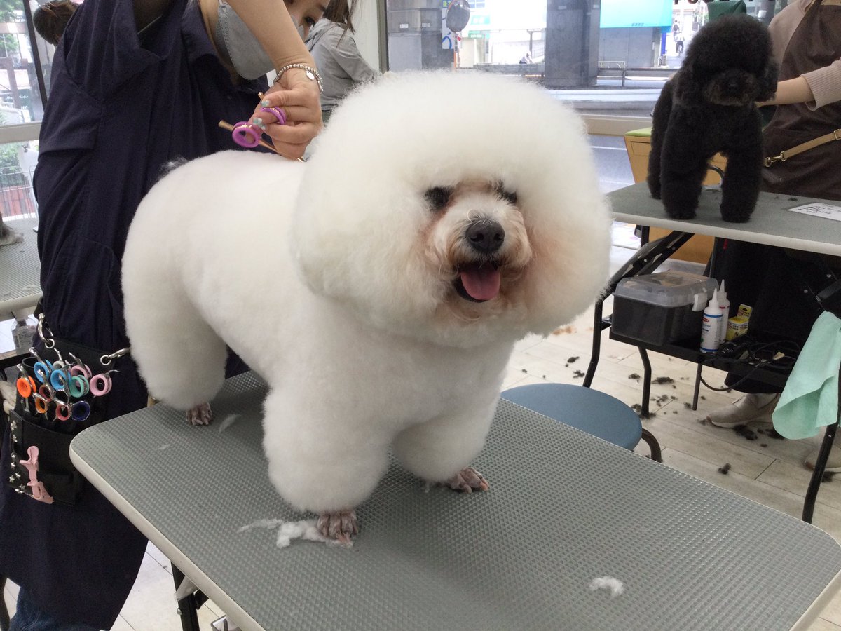 とってもおりこうさんにカットに協力してくれています！

#ケンネルスクール
#トリミングスクール #独立開業 #社会人スクール #転職 #トリマーで副業 #開講1986年 #カット犬 #1人一頭 #ペットカットからショークリップまで #ペットショップ #オリジナルカット
