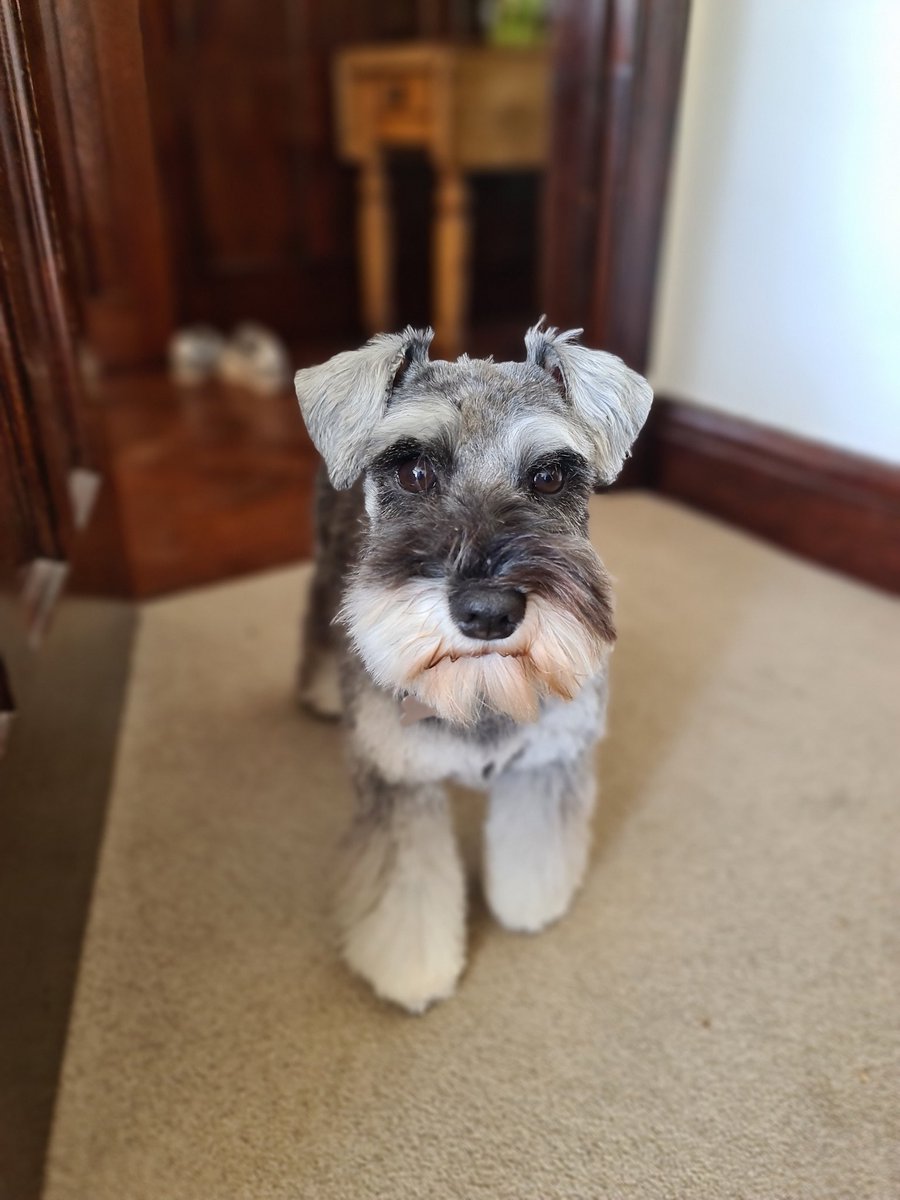 Happy haircut to meeee! 💇‍♀️💇‍♀️🥰
#DogsofTwittter #SchnauzerGang #dogswithbeards