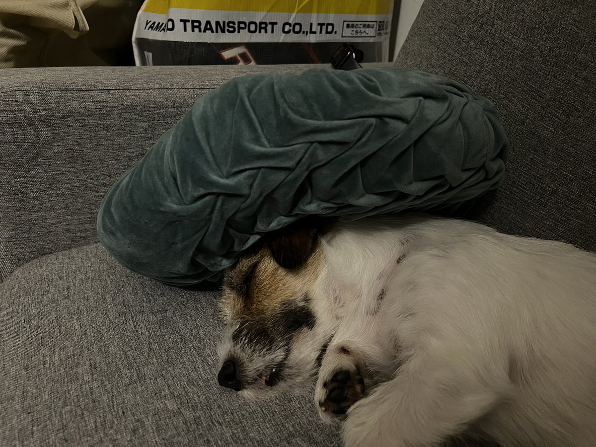 おかゆクッションが倒れても起きず😅
#ジャックラッセルテリア #爆睡 #ドッグラン