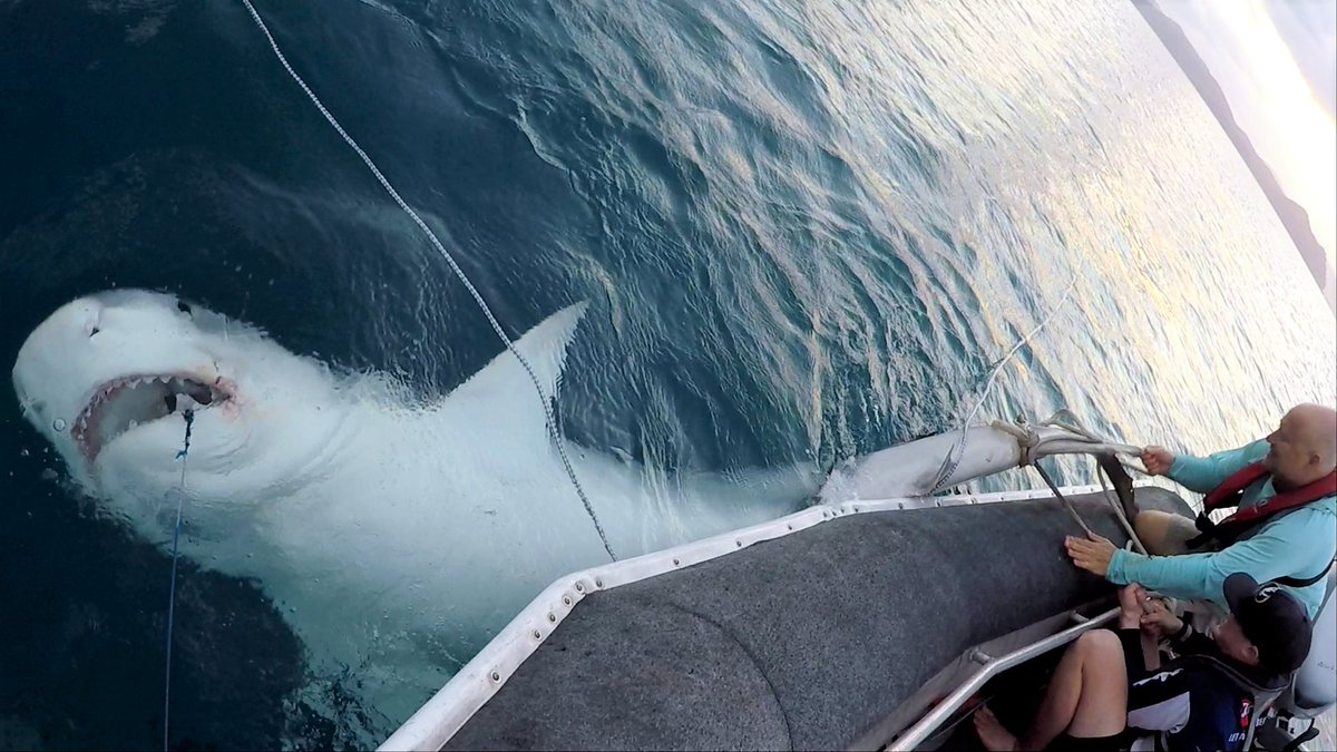 New study: Scientific response to a cluster of shark bites at Cid Harbour in the Whitsundays, Queensland.

besjournals.onlinelibrary.wiley.com/doi/10.1002/pa…