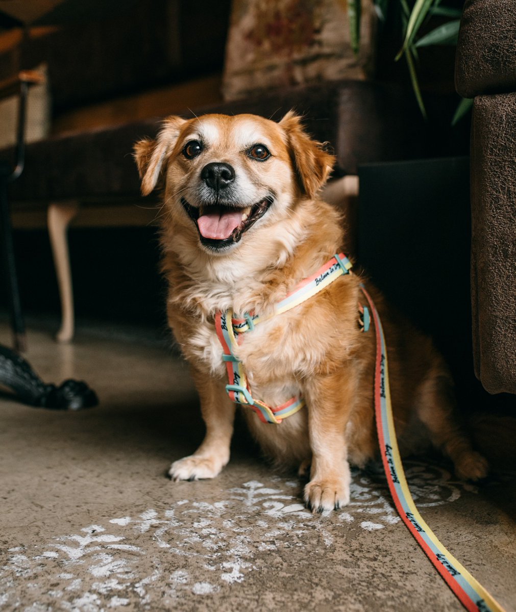 Support the amazing work of <a href="/_WAHF/">Wild at Heart Foundation</a> with your dog's next purchase this #NationalRescueDogDay 🐕

60% of the proceeds from our Barc x WAHF collection are donated to global rescue dog projects 👇
barclondon.com/collections/ba…

#RescueDogs #AdoptDontShop #DogsofTwittter