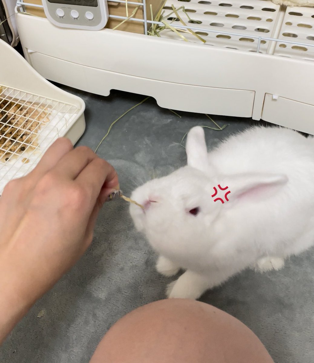 yamaimo_0728's tweet photo. おやつの時の人相がすごい https://t.co/UUn888HUee