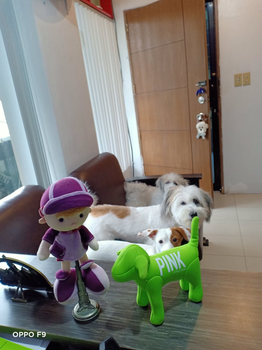 sbcare4u's tweet photo. Rainy day friday 🌧️
My babies patiently waiting for their treats.
#chloe #georgia #milko https://t.co/v0hHxSt89P