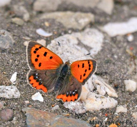 maryvanderes's tweet photo. Doordat ik een "kuurtje" heb gekregen tegen een fikse ontsteking mag ik niet in de zon.
Anders krijg ik deze kleur....
Nog 3 dagen te gaan.....
#Kleine_vuurvlinder #Lycaena_phlaeas #Small_Copper https://t.co/Vo0y1Z01Zo
